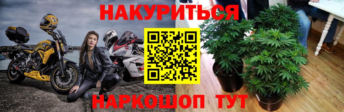 Каннабис сатива Георгиевск
